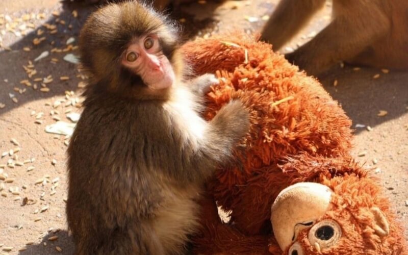 mono-punch-con-su-peluche